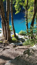 Trees by lake in forest against sky