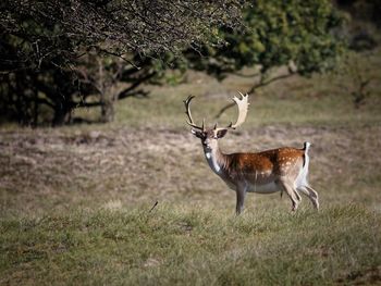 Deer standing on field