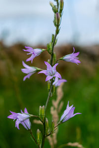 Close-up of purple flowering plant