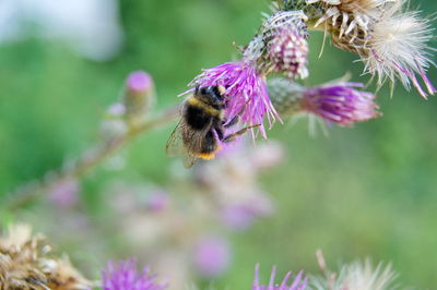 Close-up of bee pollinating on purple flower