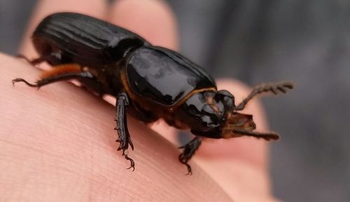 Close-up of insect