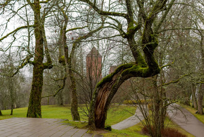 Trees in forest