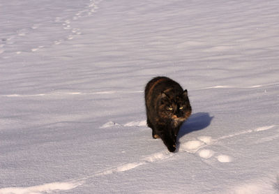 Cat walk in snow