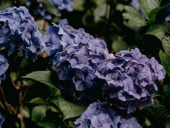 Close-up of purple hydrangea flowers