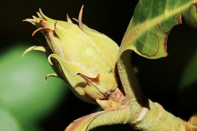 Close-up of insect on flower