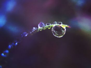 Close-up of water drops on leaf