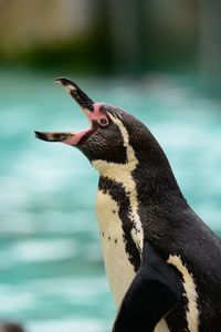 Close-up of penguin