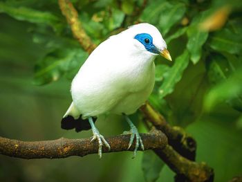 Close-up of bird perching on wall