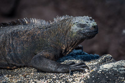 Close-up of iguana on rock 