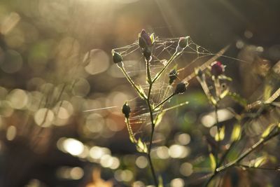 Close-up of spider on web