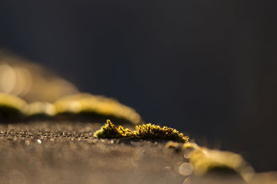 Close-up of caterpillar