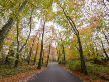 Road amidst trees in forest