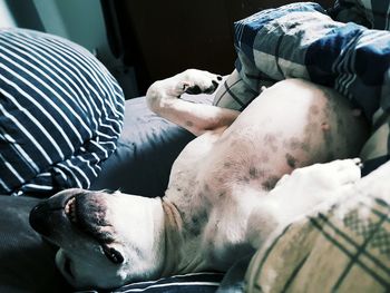 Close-up of dog lying on hand