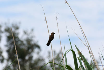 Low angle view of bird perching on plant