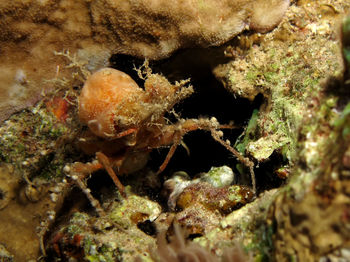 Close-up of crab in sea