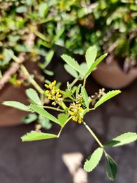 Close-up of fresh green plant