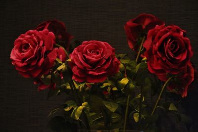 View of red flowers against colored background