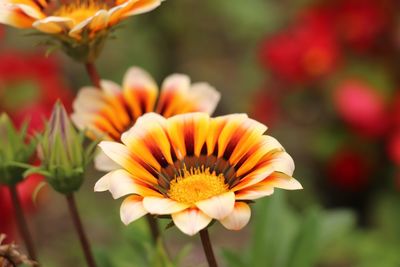 Close-up of flower against blurred background