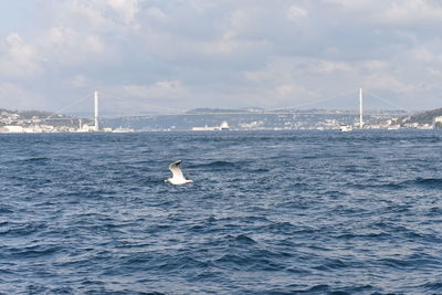 Seagull flying over sea against sky