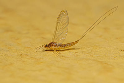 Close-up of insect