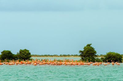 Flock of flamingos in sea against clear sky