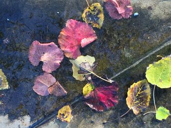 Leaves floating on water