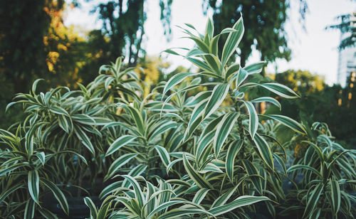 Close-up of fresh green plants in park