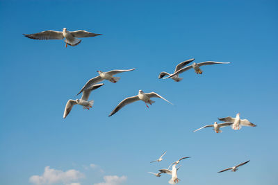 Low angle view of seagulls flying