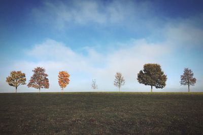 Low angle view of trees against sky