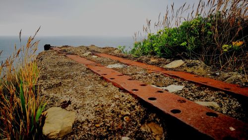 Close-up of plants by sea against sky