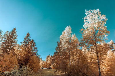 Low angle view of infrared trees against clear blue sky