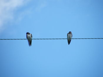 Low angle view of bird perching on cable against clear blue sky