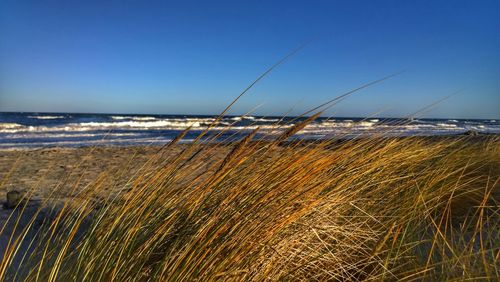 Scenic view of beach against clear sky