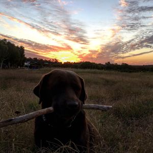 Dog on field against sky during sunset
