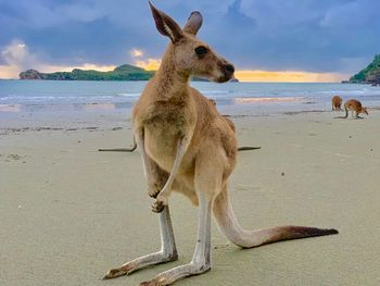 Elephant on beach