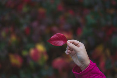 Close-up of hand holding pink flower