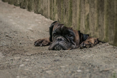 Portrait of a dog lying down