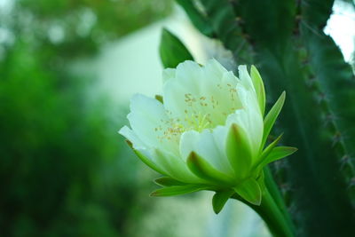 Close-up of white flowering plant