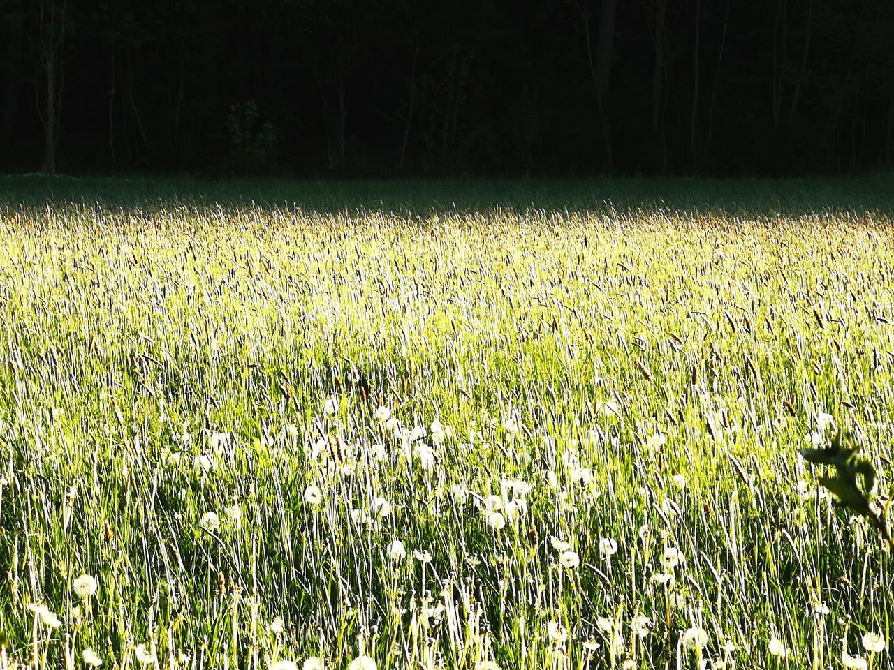 VIEW OF FIELD AGAINST TREES