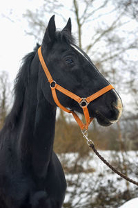 Close-up of a horse