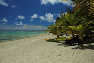 Palm trees on beach against sky