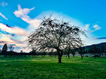 Trees on field against sky