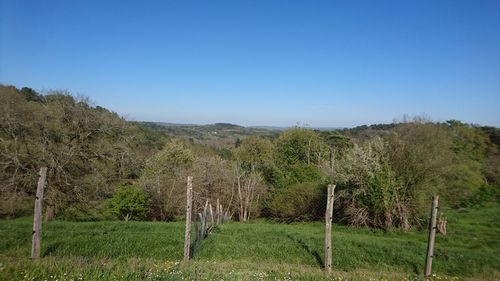 Panoramic shot of trees on field against clear sky