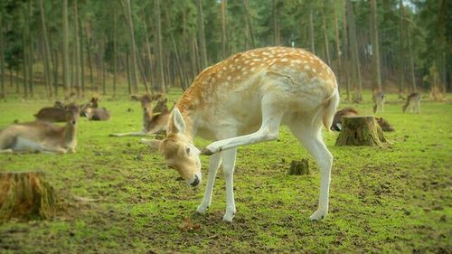 Animals grazing on grassy field