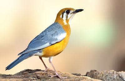 Close-up of bird perching on rock