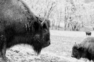 American bison grazing on field