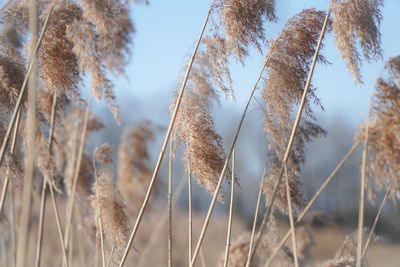 Close-up of stalks in field against sky