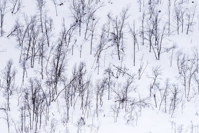 Low angle view of bare trees against sky