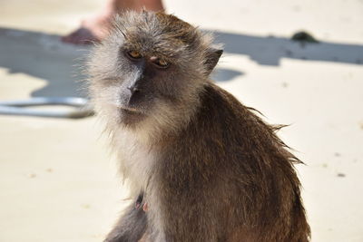 Close-up of monkey