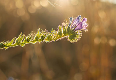 Close-up of purple flowering plant